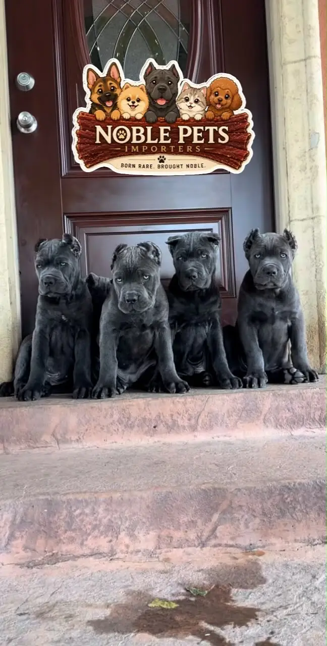 CANE CORSO PEDIGREE PUPPIES AVAILABLE FOR IMPORT — photo 2