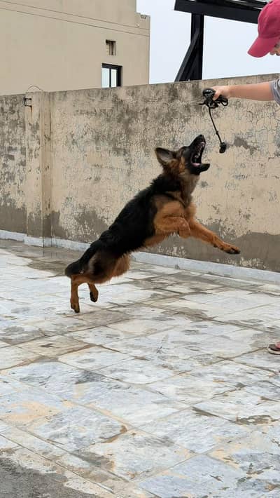 German shepherd long coat pair avaible