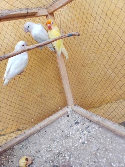 beautiful love birds
