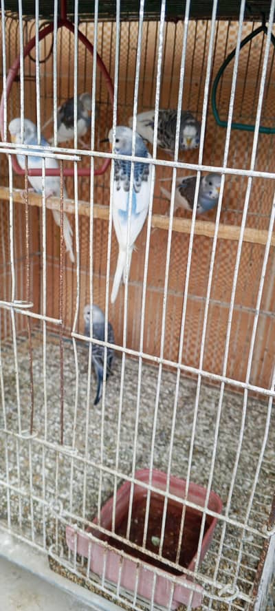 Australian parrot patte