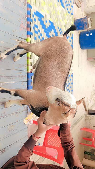 teda chamba Pink nose golden eyes point