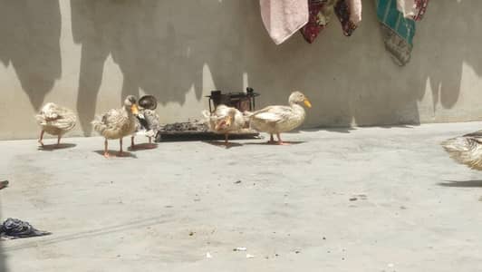 Healthy Duck Family For Sale (3 Females + 1 Male)