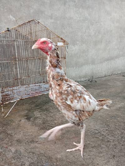 chini aseel madi  sale or exchange posibal