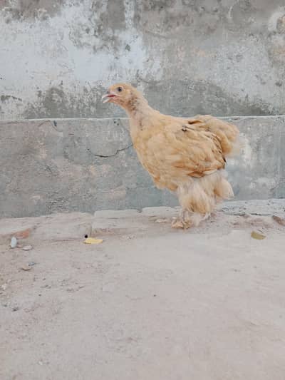 molted bantam female