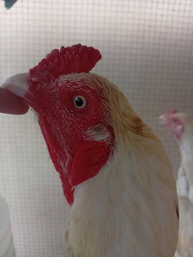 Heera aseel for sale | male and female both