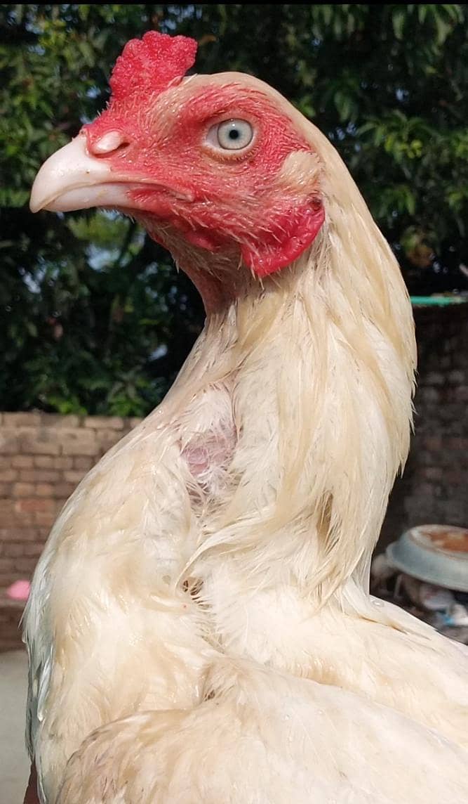 Hera patha 1