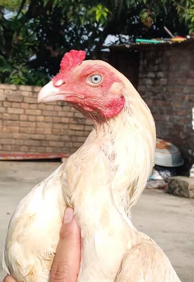 Hera patha