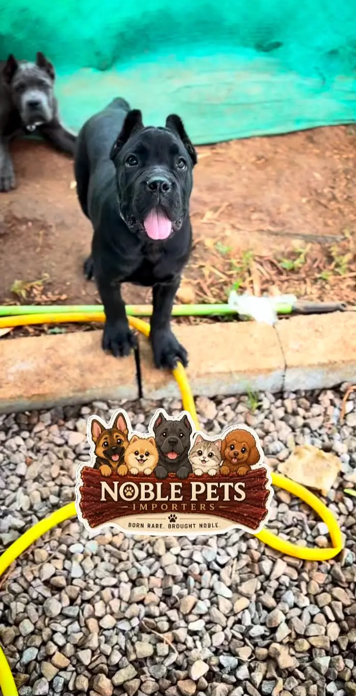 CANE CORSO PEDIGREE PUPPIES AVAILABLE FOR IMPORT
