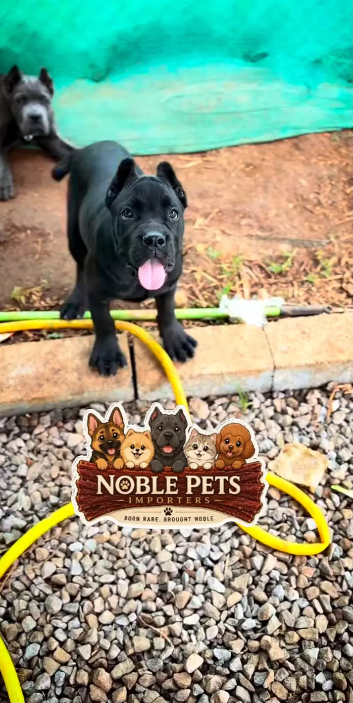 CANE CORSO PEDIGREE PUPPIES AVAILABLE FOR IMPORT — photo 2
