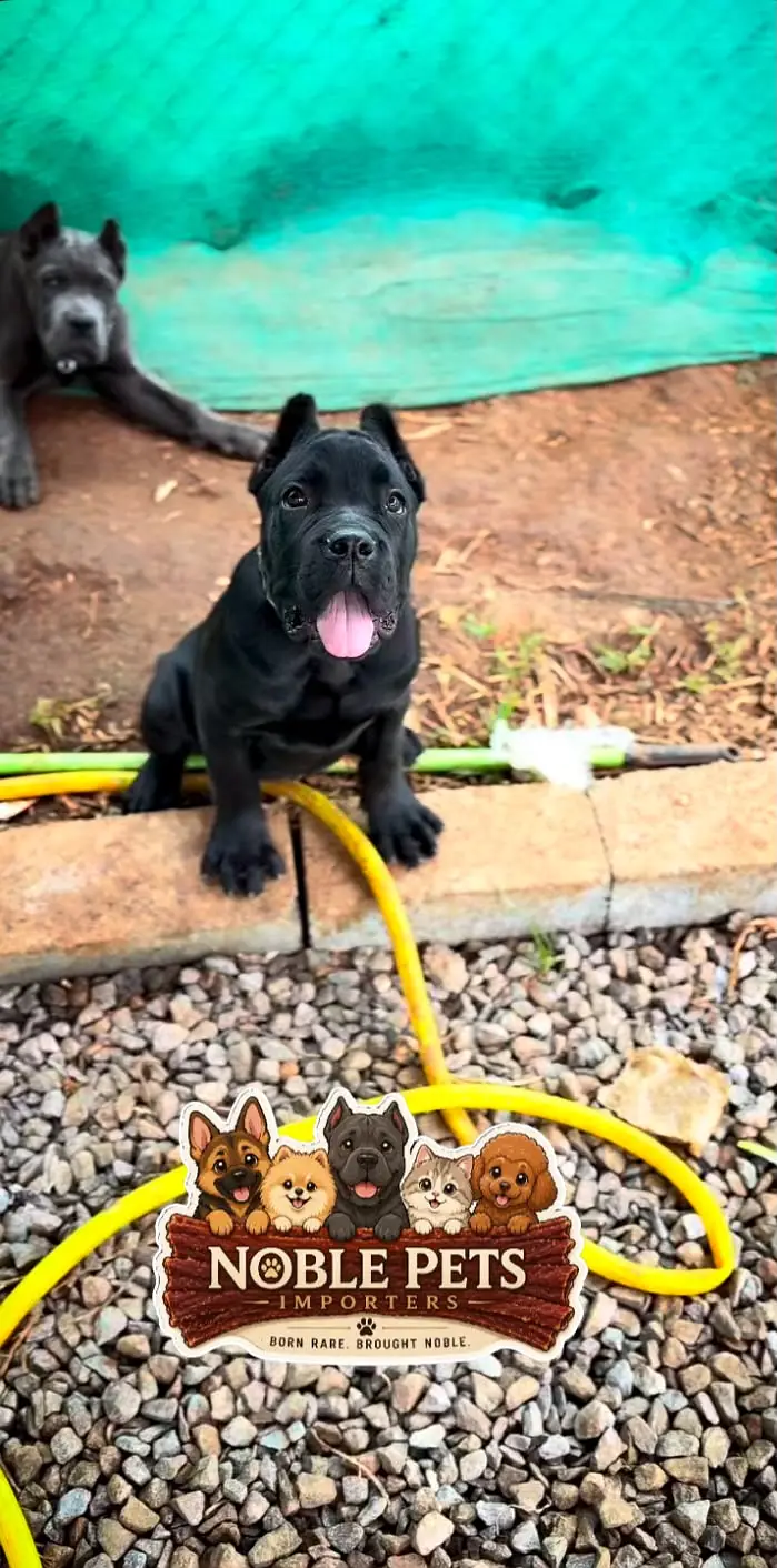 CANE CORSO PEDIGREE PUPPIES AVAILABLE FOR IMPORT — photo 3