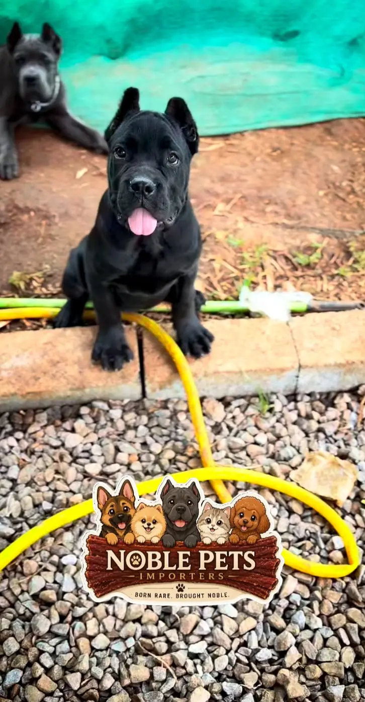 CANE CORSO PEDIGREE PUPPIES AVAILABLE FOR IMPORT — photo 4