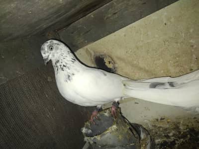 breeder pigeon for sale