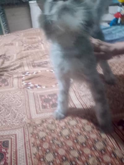 persian