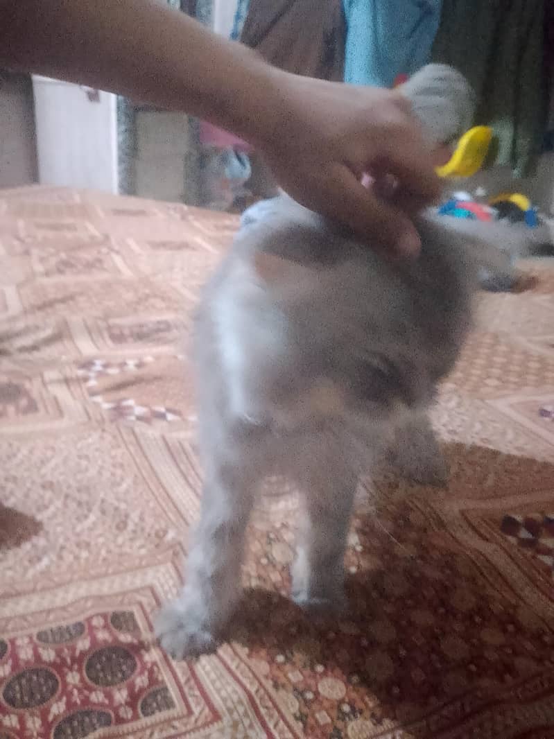 persian 1