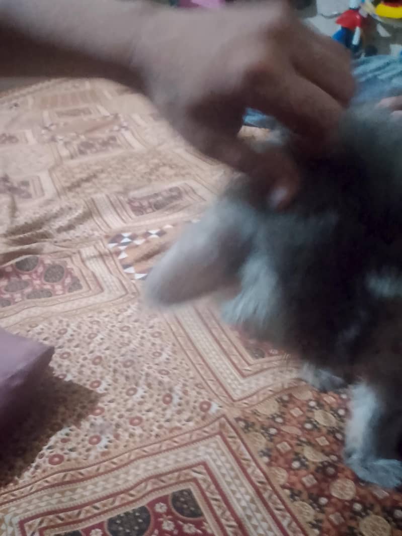 persian 2
