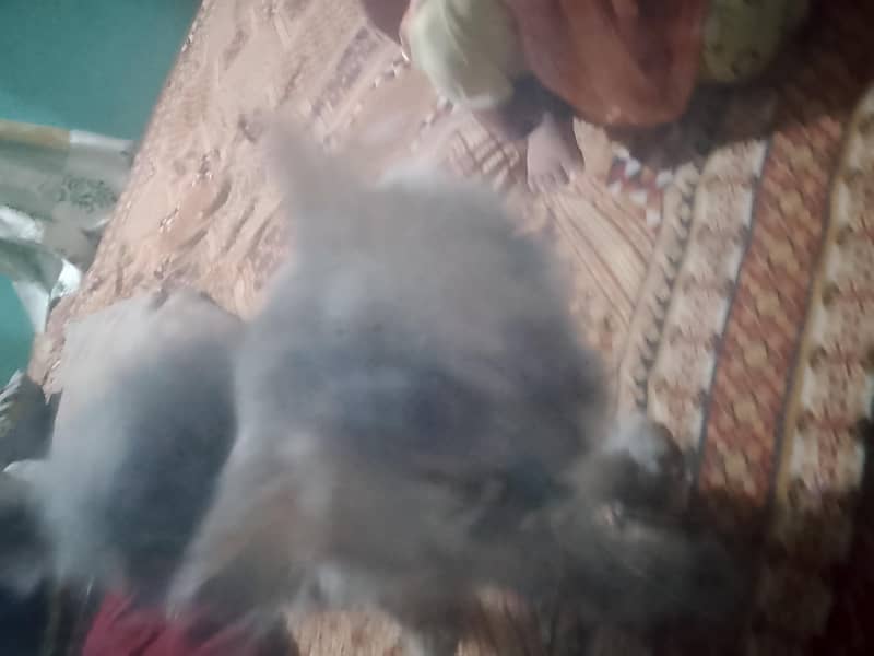 persian 5