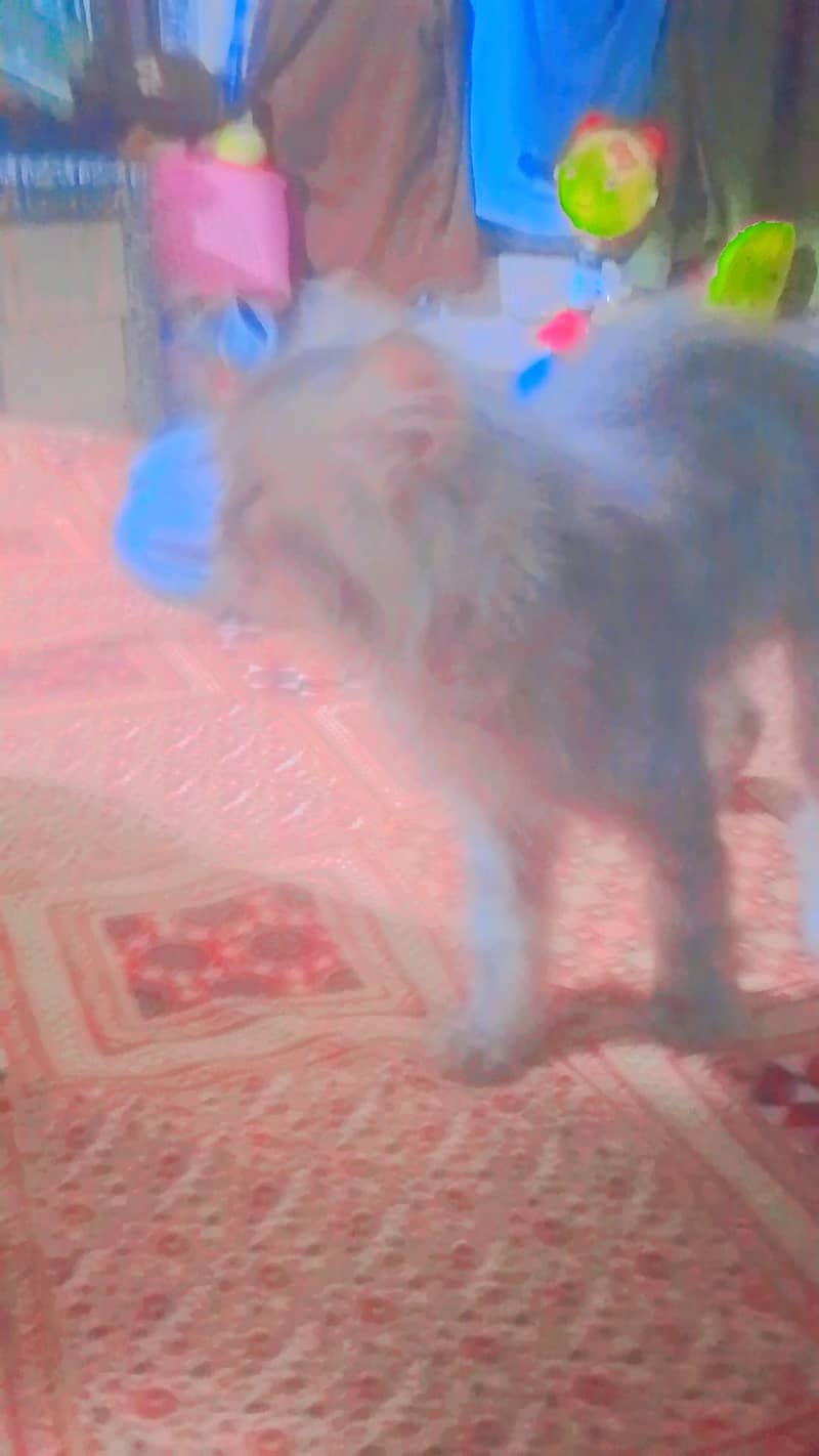 persian 7