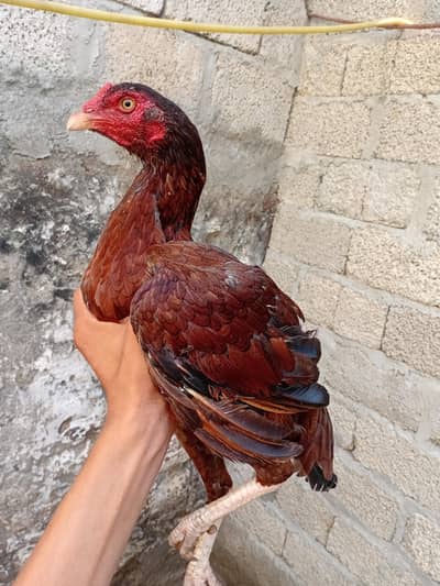 asel chiken