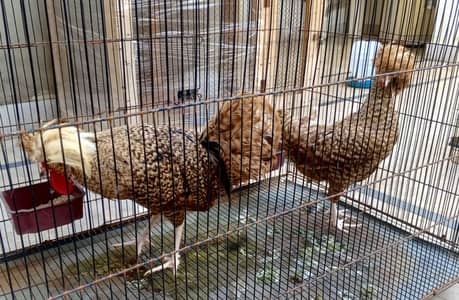 Coco Polish, Splash Polish & Black Polish, Molted Bantam 03217533502