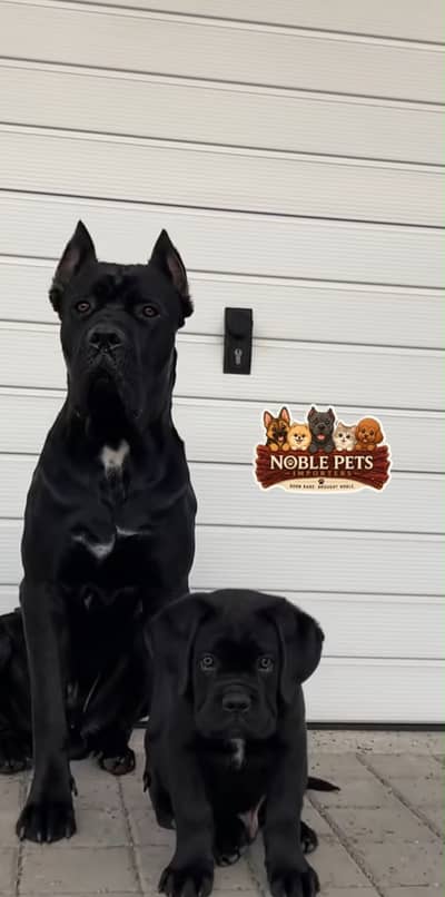 CANE CORSO PEDIGREE, PUPPIES AVAILABLE FOR IMPORT