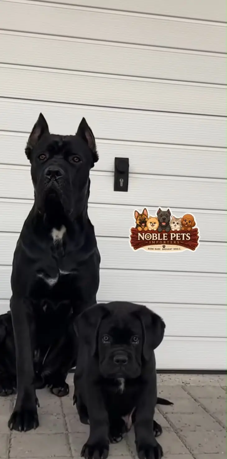 CANE CORSO PEDIGREE, PUPPIES AVAILABLE FOR IMPORT