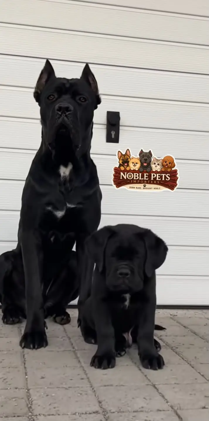 CANE CORSO PEDIGREE, PUPPIES AVAILABLE FOR IMPORT — photo 2