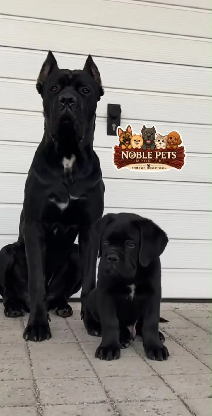 CANE CORSO PEDIGREE, PUPPIES AVAILABLE FOR IMPORT — photo 4