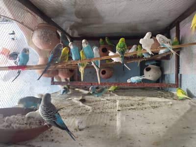 Australian parrots