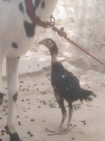 black full rude aseel chick