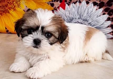 shih tzu puppy female available for sale