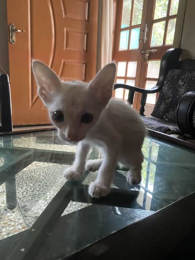 Persian kitten for sale