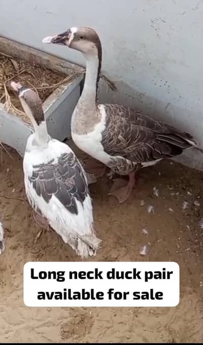 long neck duck pair 0/3/3/6/1/8/6/9/8/6/6