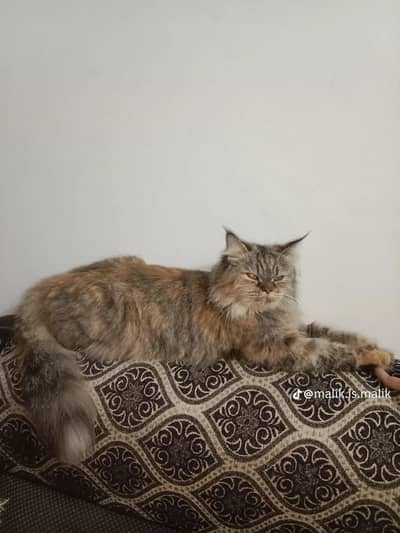 Persian female cat our male bacha