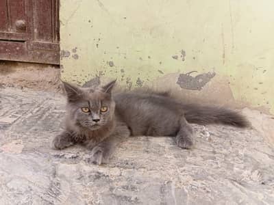 male kitten 3month ka hy