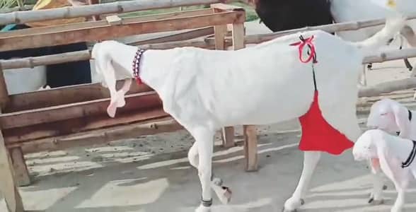 2 bacchon wali bakri gulabi for sale call+03228067847
