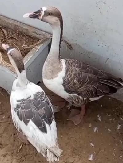 long neck duck pair 0/3/3/6/1/8/6/9/8/6/6