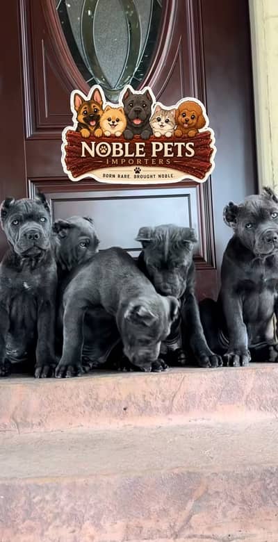CANE CORSO PEDIGREE PUPPIES AVAILABLE FOR IMPORT