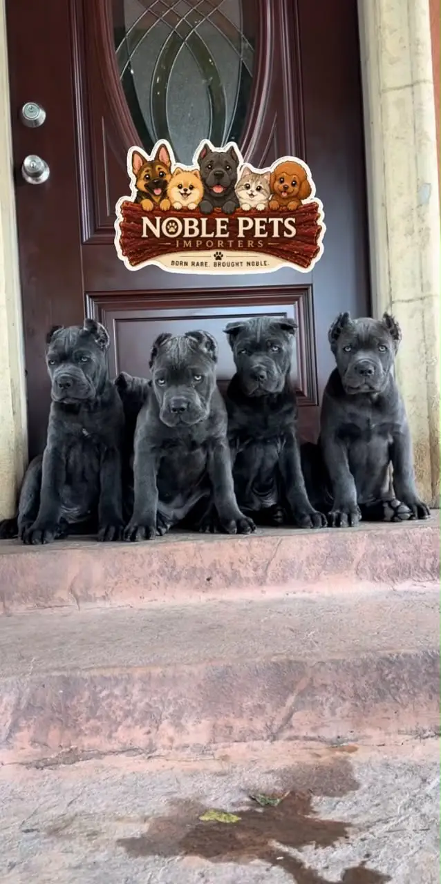 CANE CORSO PEDIGREE PUPPIES AVAILABLE FOR IMPORT — photo 5