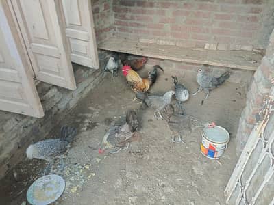 Ando wali Murghi hai 3 baqi 5 be Tyari haii pehla season ha sab ka