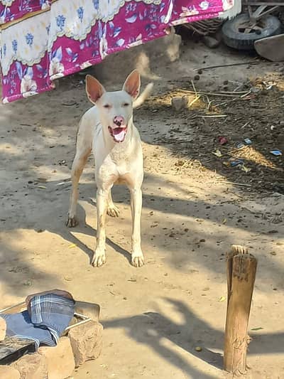 Kohati gultair dog 03456731840