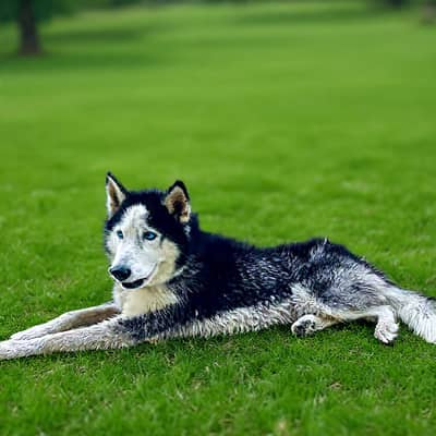 Male Siberian Husky - G15, Islamabad