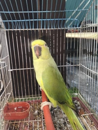 Parrot For Sale