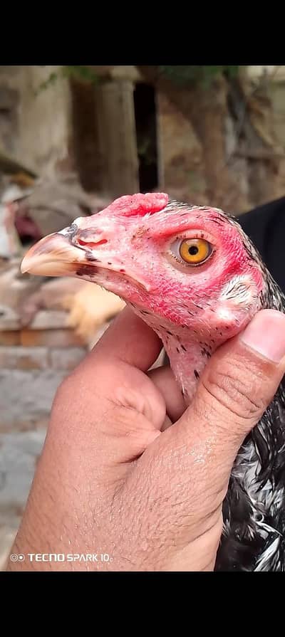 full long heighted pathay available 4sale