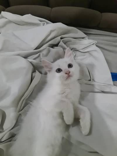 Kitten For Sale Cute Healthy