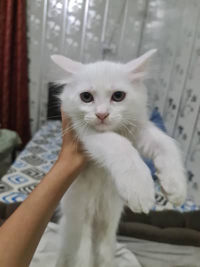 Kitten For Sale Cute Healthy