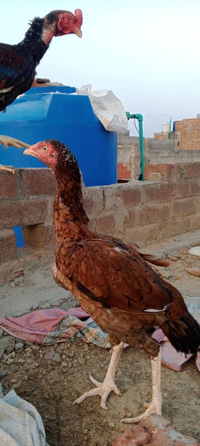 Aseel mian wali madi for sale what's app number 03195486869