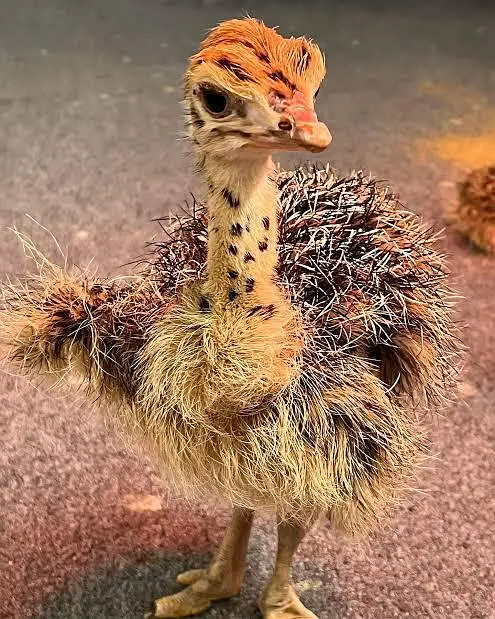 ostrich baby chicks
