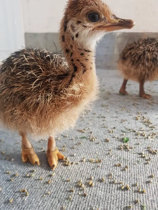 ostrich baby chicks — photo 2