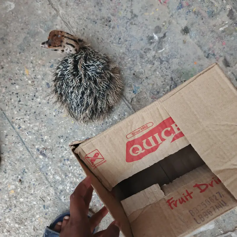 ostrich baby chicks — photo 3