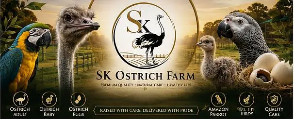 ostrich baby chicks — photo 4